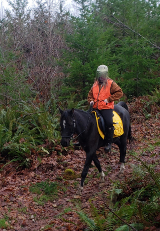 HorseID: 2312218 Pirate - PhotoID: 1097259