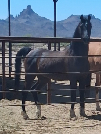 HorseID: 2312218 Pirate - PhotoID: 1097260