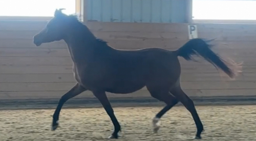 HorseID: 2312223 Elekktra MRF - PhotoID: 1097265