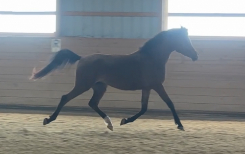 HorseID: 2312223 Elekktra MRF - PhotoID: 1097266