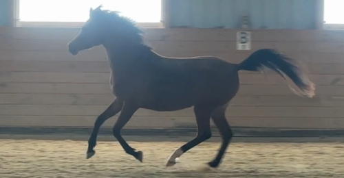 HorseID: 2312223 Elekktra MRF - PhotoID: 1097267