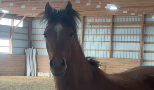 HorseID: 2312223 Elekktra MRF - PhotoID: 1097268
