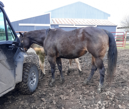 HorseID: 2312226 Kissen In Style - PhotoID: 1097269