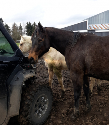 HorseID: 2312226 Kissen In Style - PhotoID: 1097270