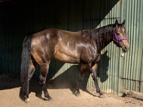 HorseID: 2312226 Kissen In Style - PhotoID: 1097271