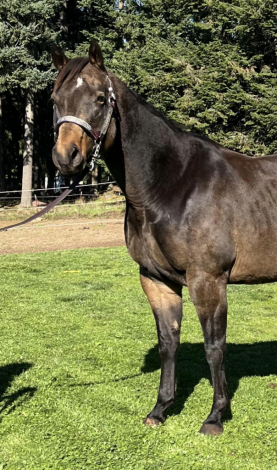 HorseID: 2312226 Kissen In Style - PhotoID: 1097272