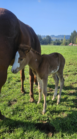 HorseID: 2312228 Watch This Kid Shine - PhotoID: 1097274