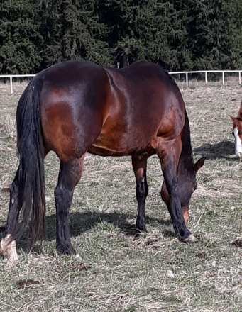 HorseID: 2312228 Watch This Kid Shine - PhotoID: 1097275