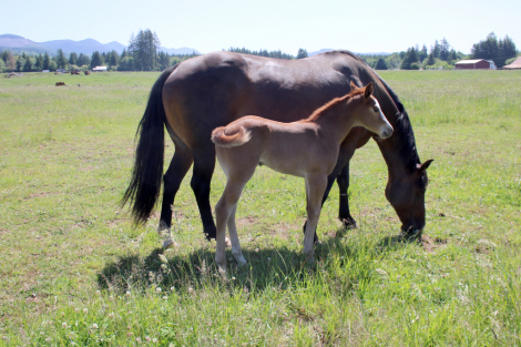 HorseID: 2312228 Watch This Kid Shine - PhotoID: 1097276
