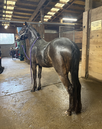 HorseID: 2312229 Midnight Warrior - PhotoID: 1097277