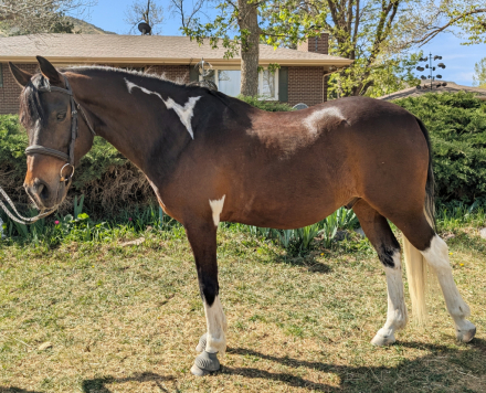 HorseID: 2312230 Don't Think Just Do - PhotoID: 1097279