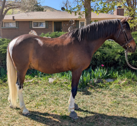 HorseID: 2312230 Don't Think Just Do - PhotoID: 1097280
