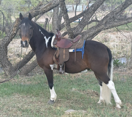 HorseID: 2312230 Don't Think Just Do - PhotoID: 1097281