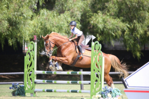 HorseID: 2217810 Marseille - PhotoID: 1081020