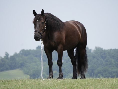 HorseID: 2246616 Bentley - PhotoID: 1036978