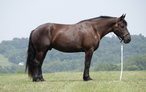 HorseID: 2246616 Bentley - PhotoID: 1036979