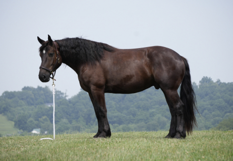 HorseID: 2246616 Bentley - PhotoID: 1048804