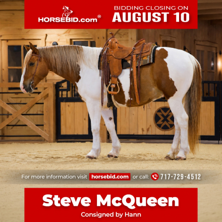 HorseID: 2246724 Steve McQueen - PhotoID: 1028750