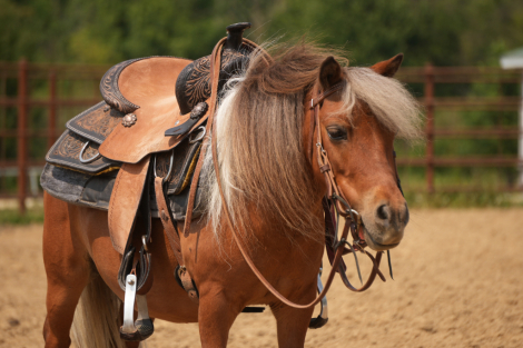 HorseID: 2246739 Spencer - PhotoID: 1045905