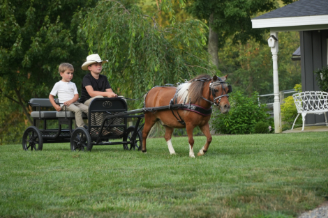 HorseID: 2246739 Spencer - PhotoID: 1045906