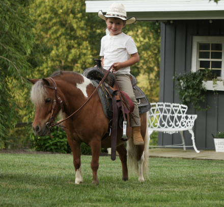HorseID: 2246739 Spencer - PhotoID: 1045907