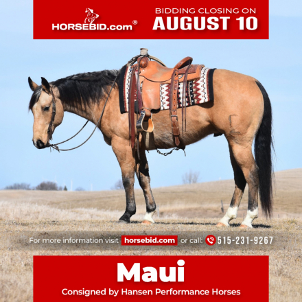 HorseID: 2246741 Helmans Diamond Joe - PhotoID: 1028746