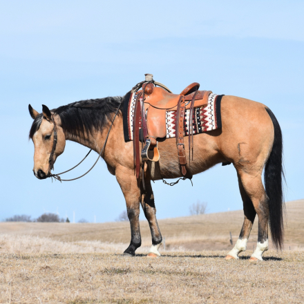 HorseID: 2246741 Helmans Diamond Joe - PhotoID: 1028747