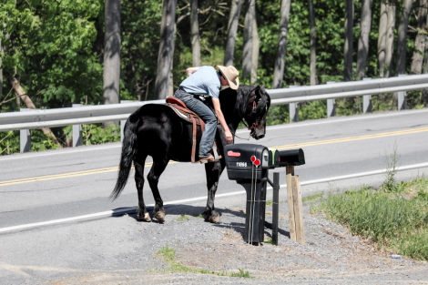 HorseID: 2247444 Dash - PhotoID: 1045868