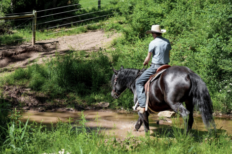 HorseID: 2247444 Dash - PhotoID: 1045870