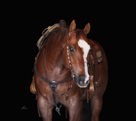 HorseID: 2247445 Alph Emperador - PhotoID: 1045871