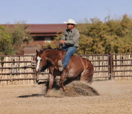 HorseID: 2247445 Alph Emperador - PhotoID: 1068830