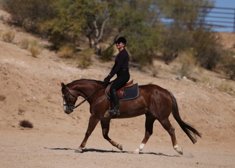 HorseID: 2247445 Alph Emperador - PhotoID: 1068831