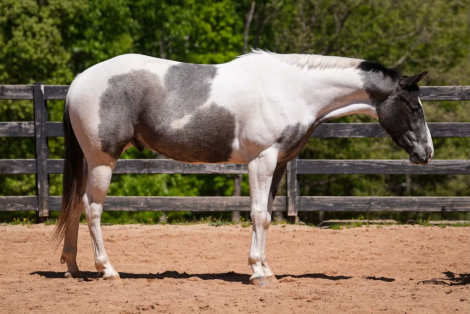 HorseID: 2247446 Troubadour - PhotoID: 1042234