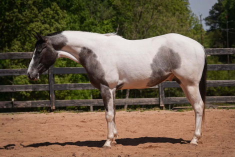 HorseID: 2247446 Troubadour - PhotoID: 1042235