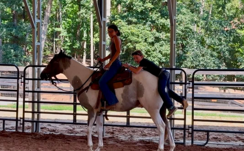 HorseID: 2247446 Troubadour - PhotoID: 1042236
