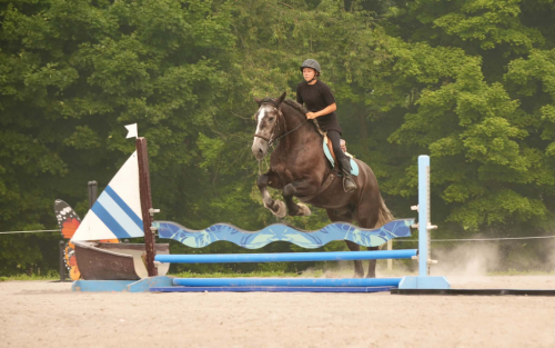 HorseID: 2247450 Bluey - PhotoID: 1033509