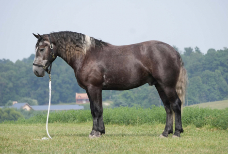 HorseID: 2247450 Bluey - PhotoID: 1033507