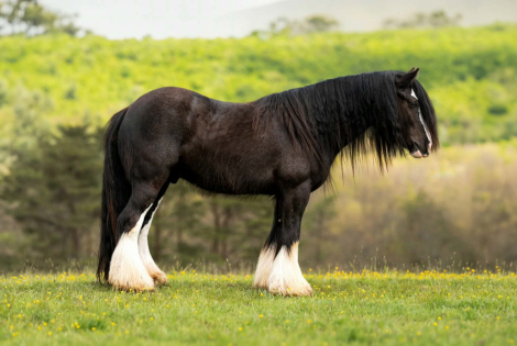 HorseID: 2247454 Dreamweaver - PhotoID: 1089904