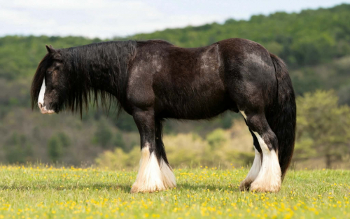 HorseID: 2247454 Dreamweaver - PhotoID: 1089905