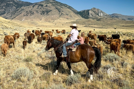 HorseID: 2247455 GOTTABEABIGDIAMOND - PhotoID: 1045890