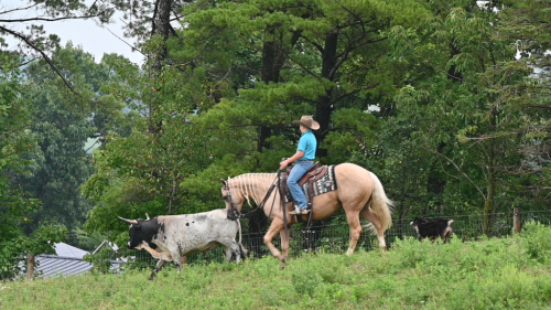 HorseID: 2247455 GOTTABEABIGDIAMOND - PhotoID: 1045892