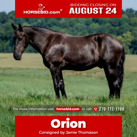 HorseID: 2247457 Orion - PhotoID: 1042237