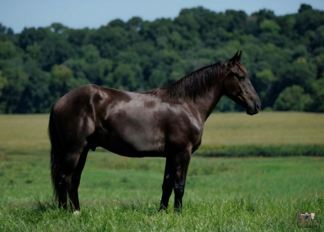 HorseID: 2247457 Orion - PhotoID: 1045874