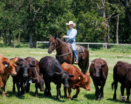 HorseID: 2247457 Orion - PhotoID: 1063944