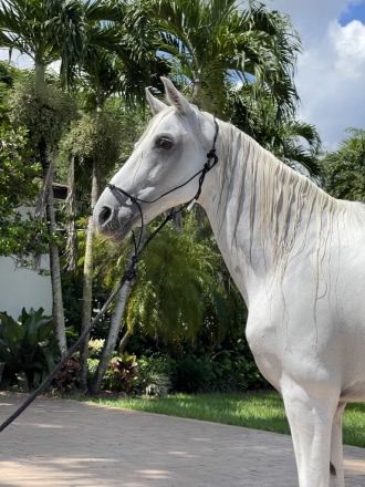 HorseID: 2249246 Esperanza de Guadalupe - PhotoID: 1012474
