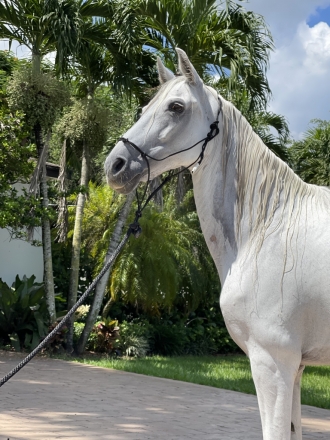HorseID: 2249246 Esperanza de Guadalupe - PhotoID: 1020263