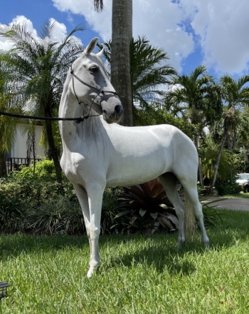 HorseID: 2249246 Esperanza de Guadalupe - PhotoID: 1020265