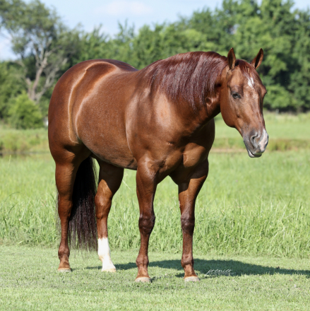 HorseID: 2249906 Rufs Got Guns - PhotoID: 1033499