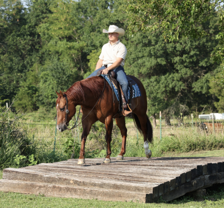 HorseID: 2249906 Rufs Got Guns - PhotoID: 1049438