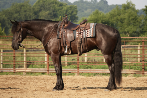 HorseID: 2249907 PocosImpressiveQueen - PhotoID: 1045909